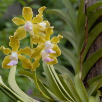 Vanda tessellata (Roxb.) Hook. ex G.Don